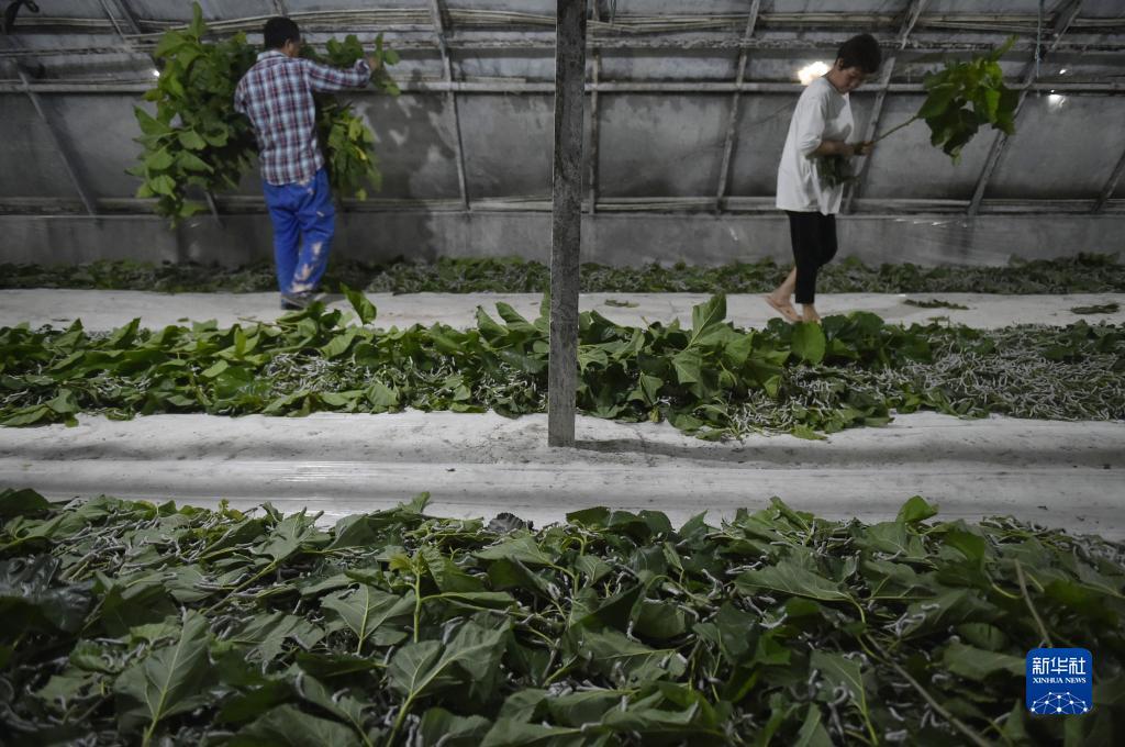 王国皇冠游戏